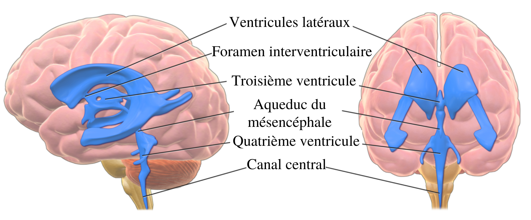 Anatomie Du Cerveau Humain Speechneurolab