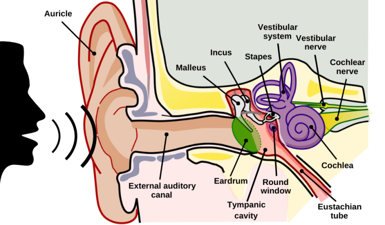 The peripheral auditory system – Speechneurolab