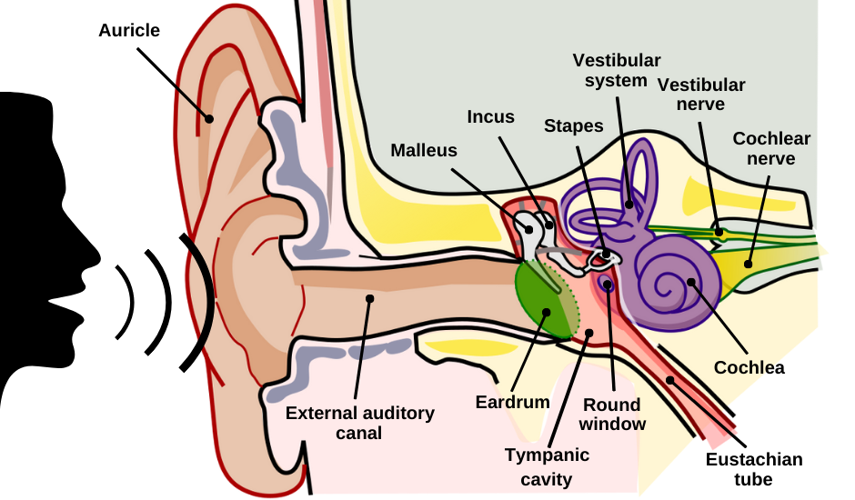 Auditory Pathway Steps Auditory Pathway Steps