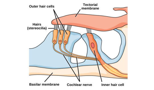 The peripheral auditory system – Speechneurolab