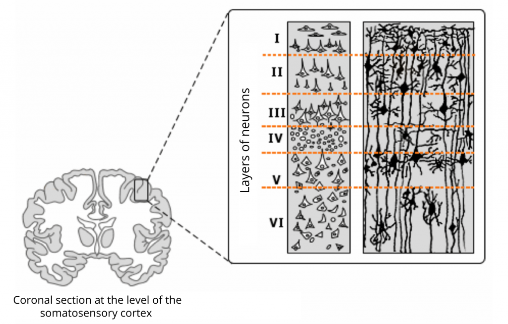 Electroencephalography (EEG) – Speechneurolab