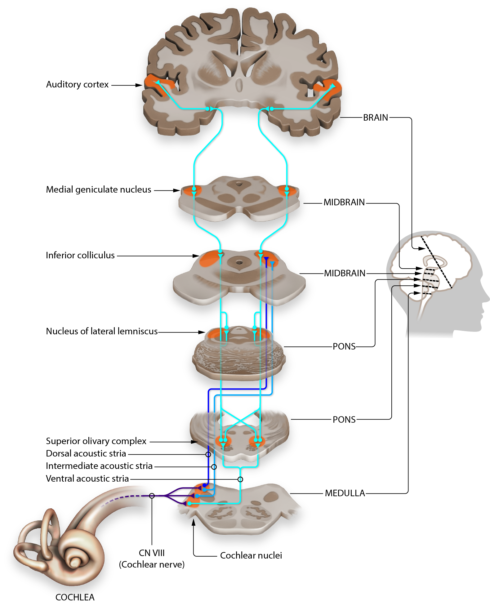 The central subcortical auditory system – Speechneurolab