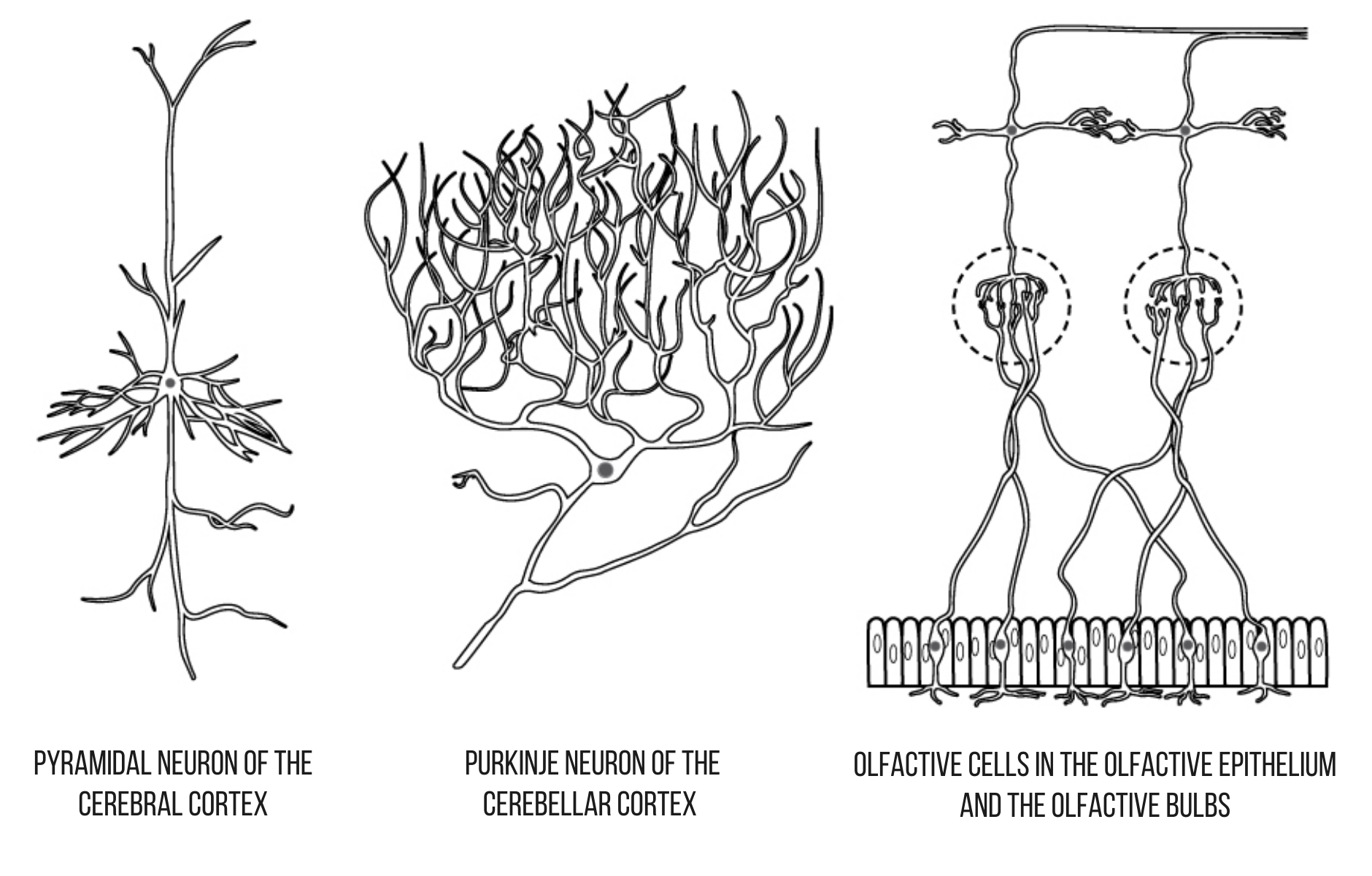 Neurons – Speechneurolab