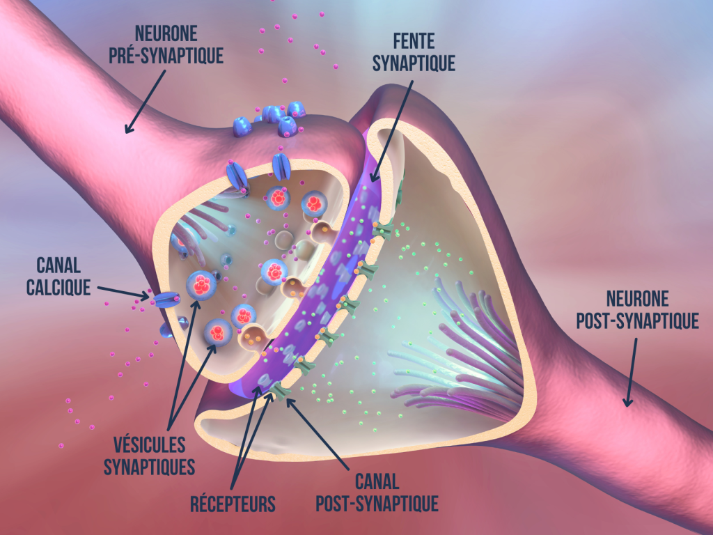 Synapse Des Cellules Nerveuses
