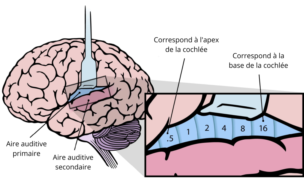 Le cortex auditif – Speechneurolab