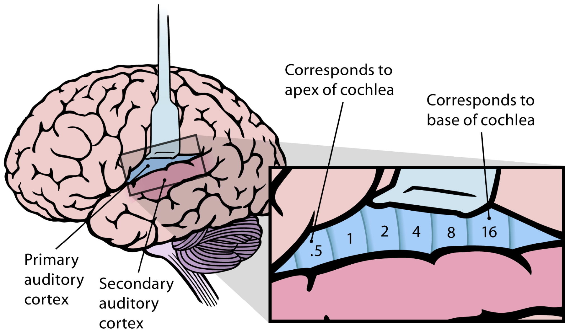 The Auditory Cortex – Speechneurolab