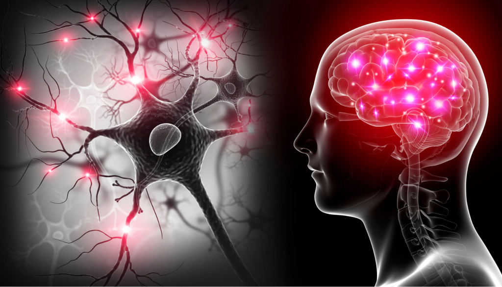 Combien De Neurones Perd On En Fumant Un Joint Les neurones – Speechneurolab