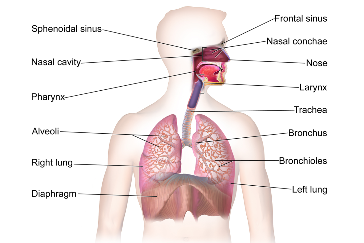 Voice Body Voice production – Speechneurolab