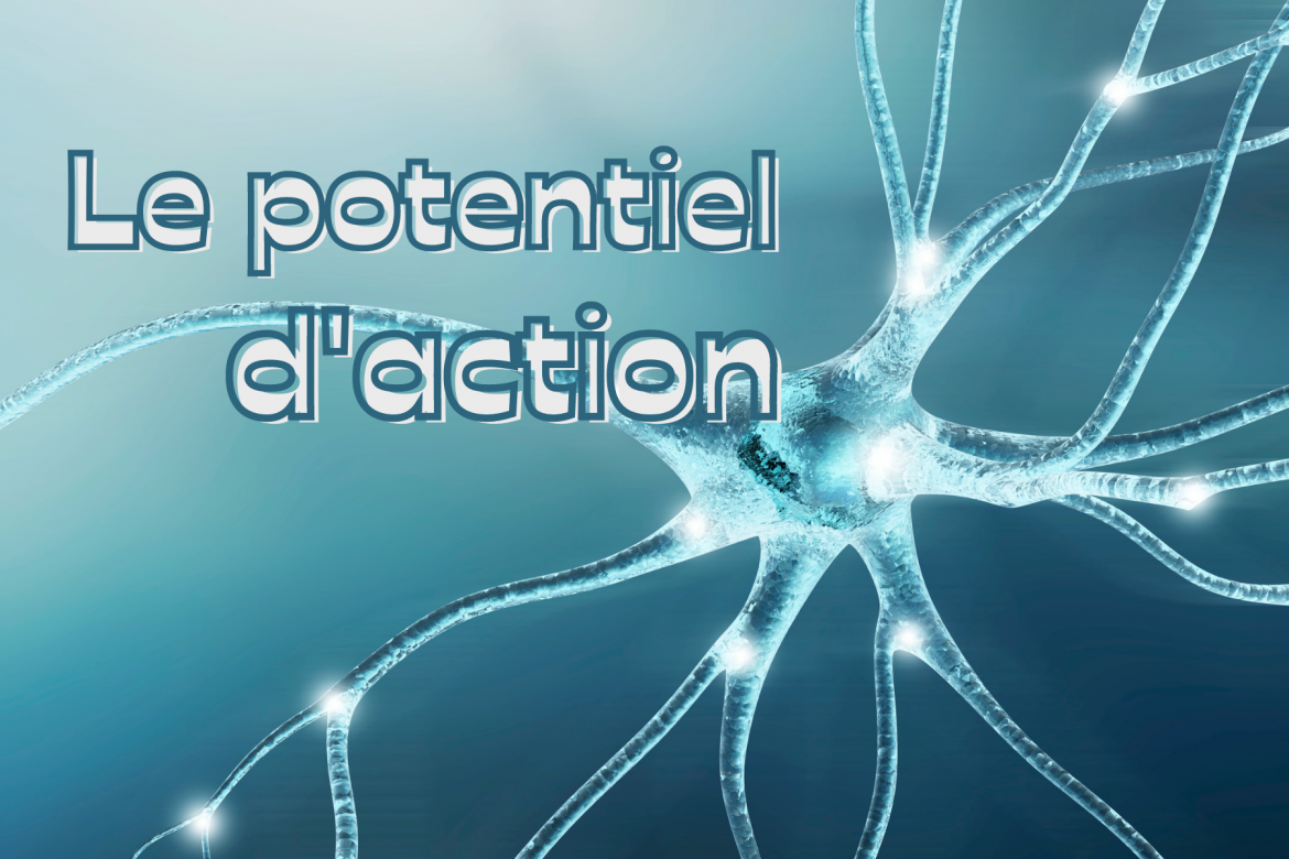 Le Potentiel Daction Speechneurolab