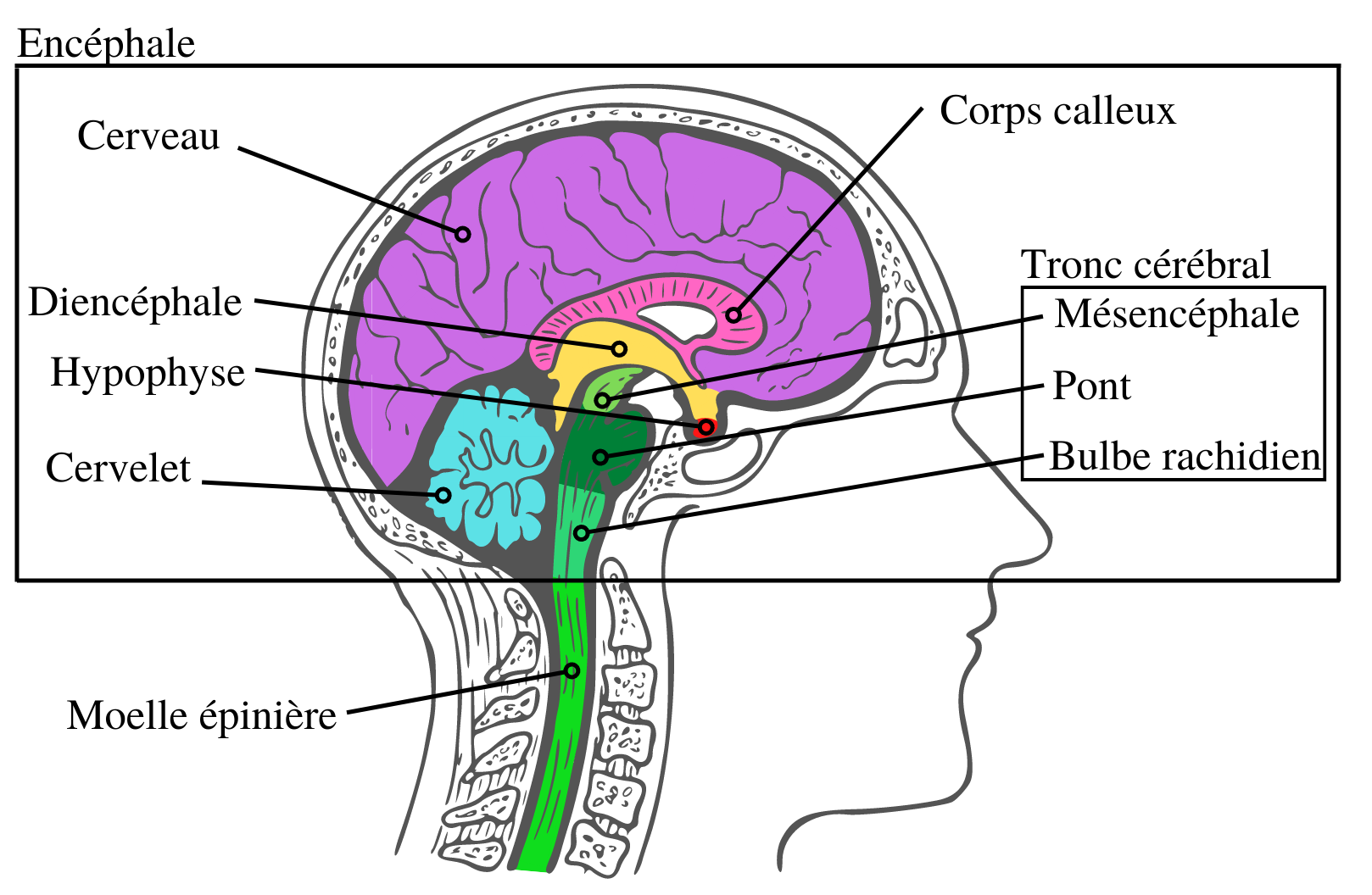 Le Systeme Nerveux Centrale Syst me Nerveux Central Schema OVNI Le Systeme Nerveux Centrale Syst me Nerveux Central Schema OVNI