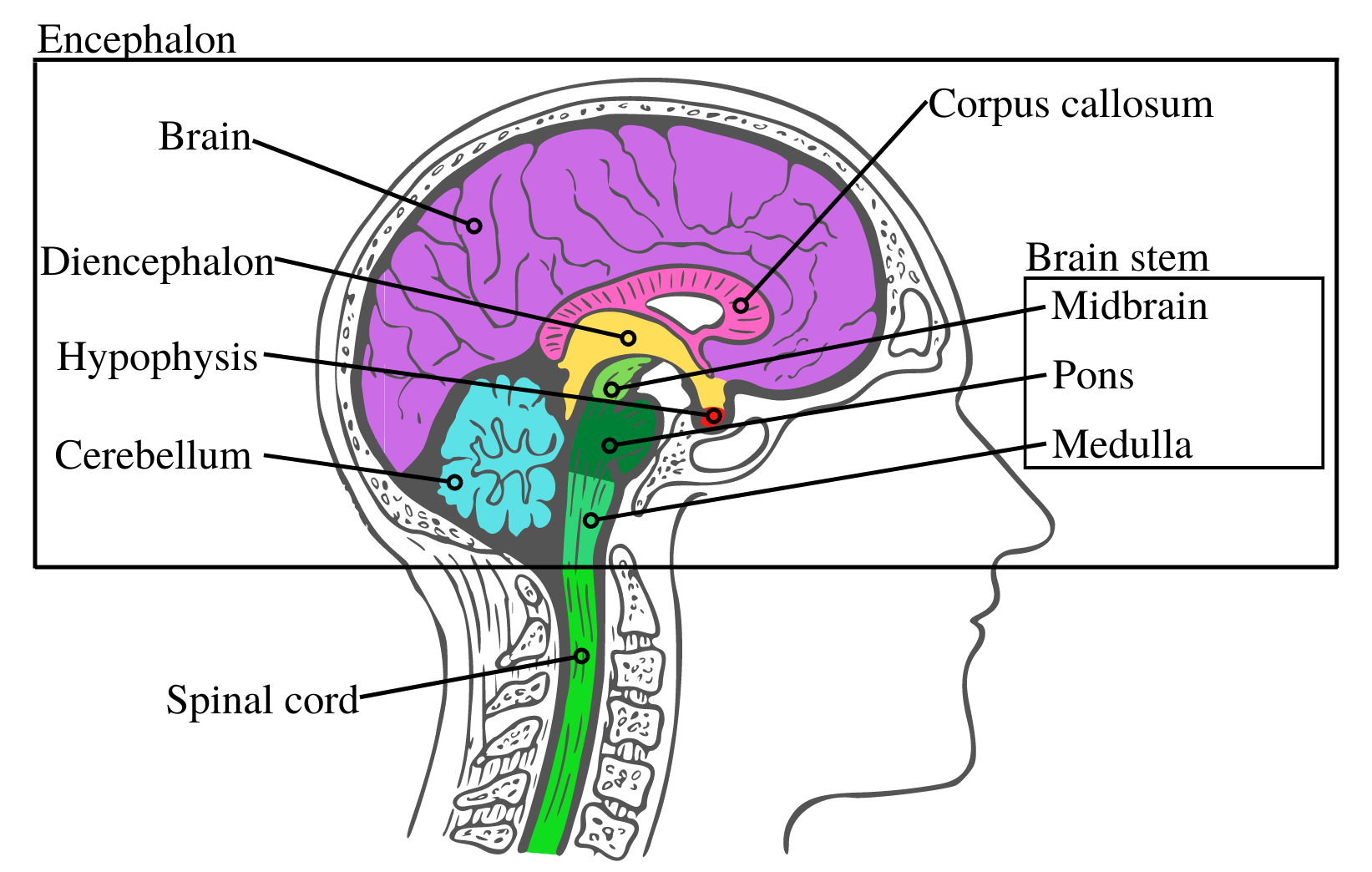 Brain made. Encephalon Anatomy.