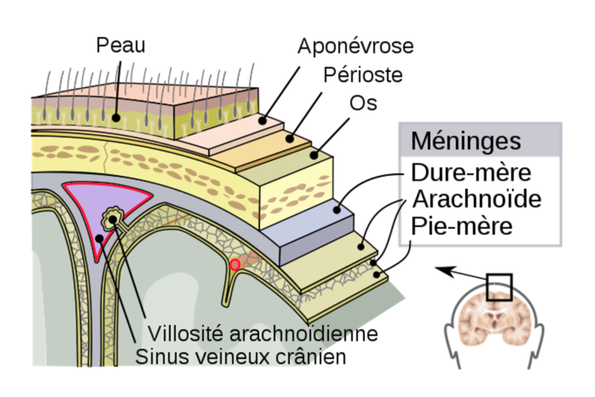 Anatomie du cerveau humain – Speechneurolab
