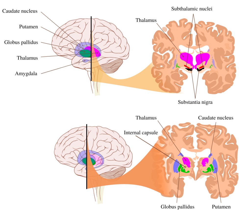 Gray And White Matter Speechneurolab Gray And White Matter Speechneurolab