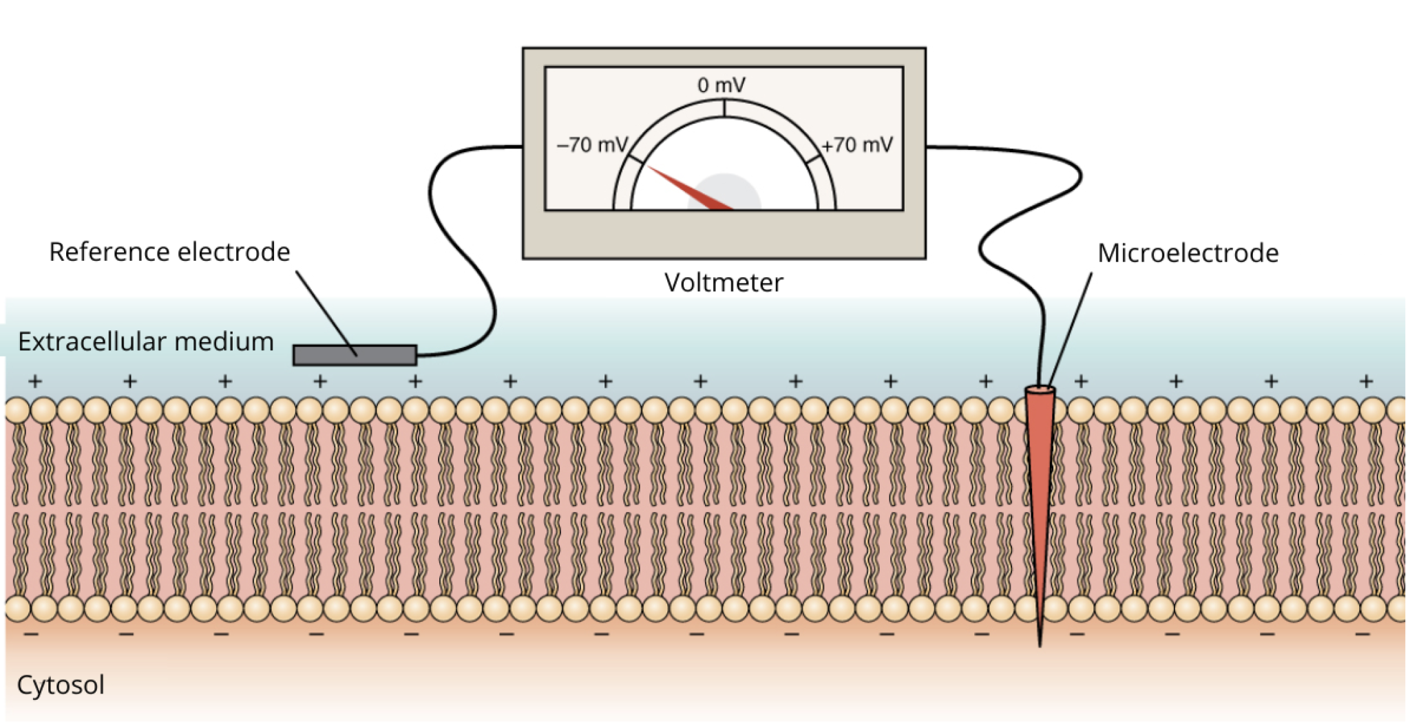 electronic action potential