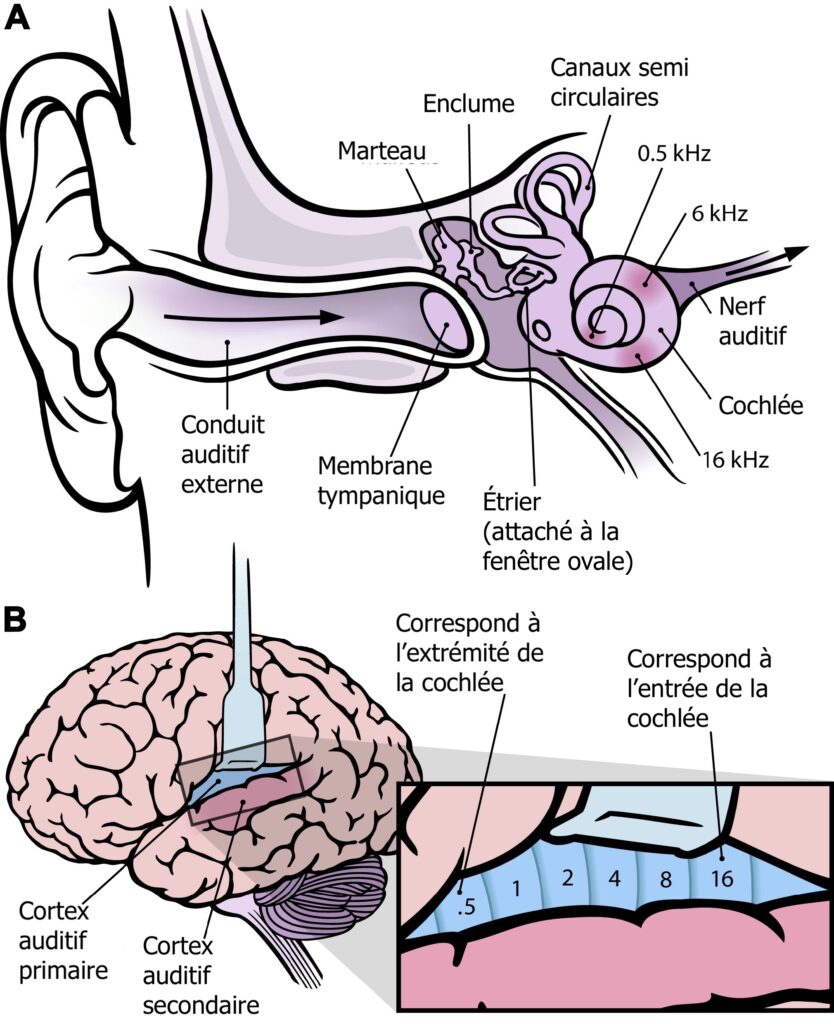 Perception de la parole dans le bruit Les mécanismes facilitateurs du système auditif