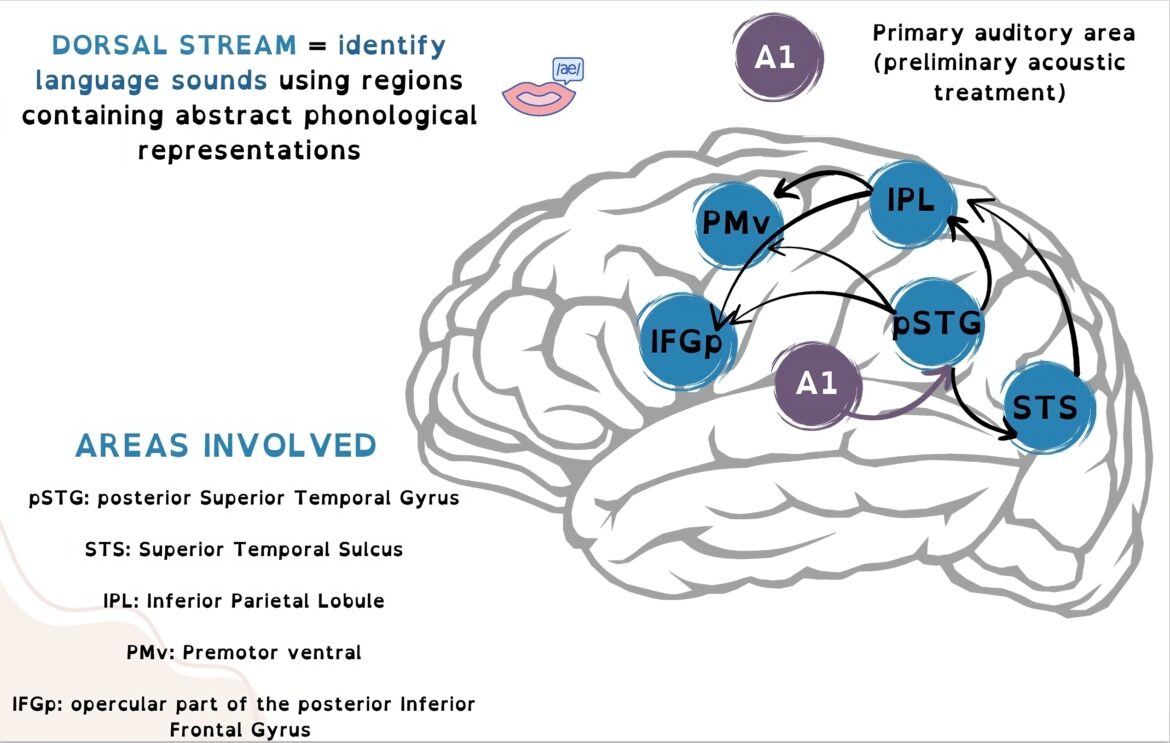 New scientific article about the history of the neurobiology of speech ...