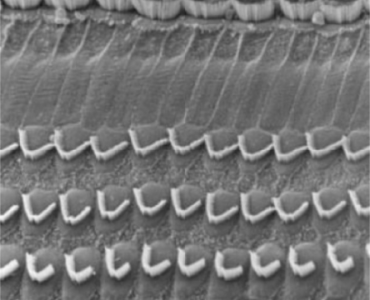 CellulesCiliees