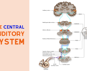 Facebook - Système auditif central (sous-cortical)