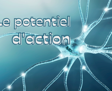 blogue-_le_potentiel_daction