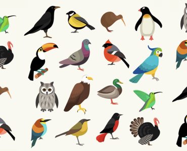 blogue_chants_oiseaux_neuroscience